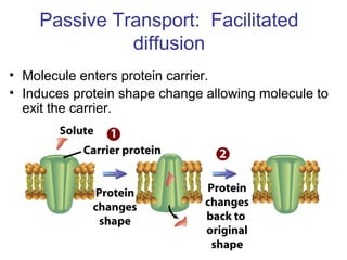Passive Transport: Facilitated
diffusion
• Molecule enters protein carrier.
• Induces protein shape change allowing molecule to
exit the carrier.
 