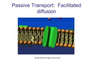Passive Transport: Facilitated
diffusion
Double click the image to view movie
 