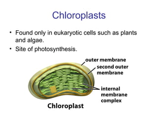 Chloroplasts
• Found only in eukaryotic cells such as plants
and algae.
• Site of photosynthesis.
 