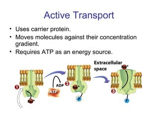 Active Transport
• Uses carrier protein.
• Moves molecules against their concentration
gradient.
• Requires ATP as an energy source.
 