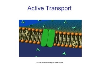 Active Transport
Double click the image to view movie
 