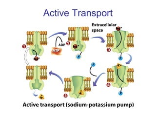 Active Transport
 