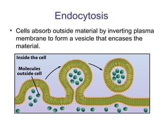 Endocytosis
• Cells absorb outside material by inverting plasma
membrane to form a vesicle that encases the
material.
 