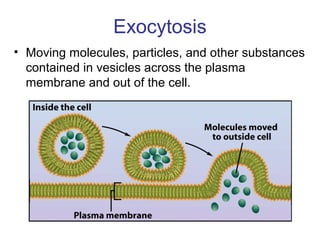 Exocytosis
• Moving molecules, particles, and other substances
contained in vesicles across the plasma
membrane and out of the cell.
 