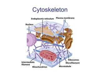 Cytoskeleton
 