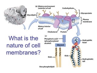 What is the
nature of cell
membranes?
 