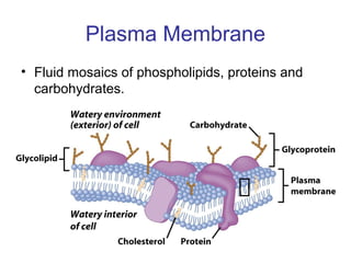 Plasma Membrane
• Fluid mosaics of phospholipids, proteins and
carbohydrates.
 