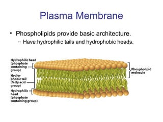 Plasma Membrane
• Phospholipids provide basic architecture.
– Have hydrophilic tails and hydrophobic heads.
 