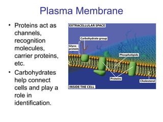 Plasma Membrane
• Proteins act as
channels,
recognition
molecules,
carrier proteins,
etc.
• Carbohydrates
help connect
cells and play a
role in
identification.
 