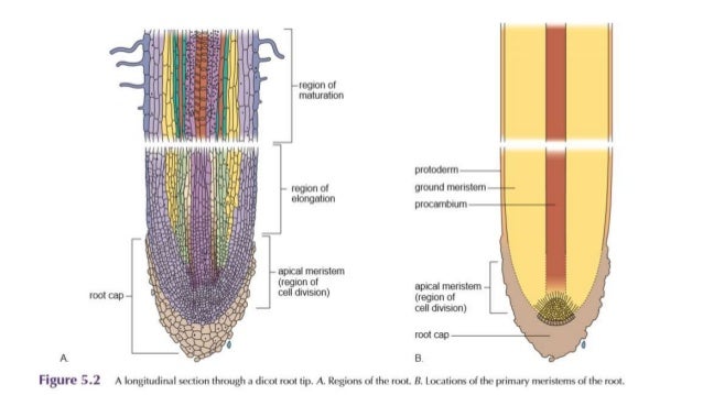 PRIMARY PLANT BODY (root, stem & leaves)