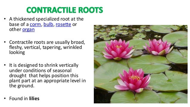 PRIMARY PLANT BODY (root, stem & leaves) PRIMARY PLANT BODY (root, stem & leaves)