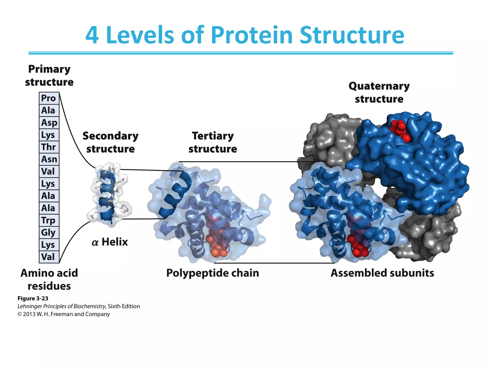 Biochemistry - Ch4 protein structure , and function | PDF