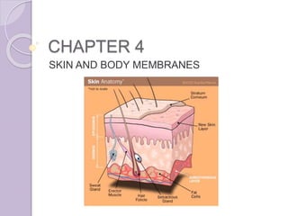 CHAPTER 4
SKIN AND BODY MEMBRANES
 