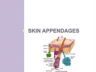 Chapter 4 - Skin and Body Membranes | PPTX