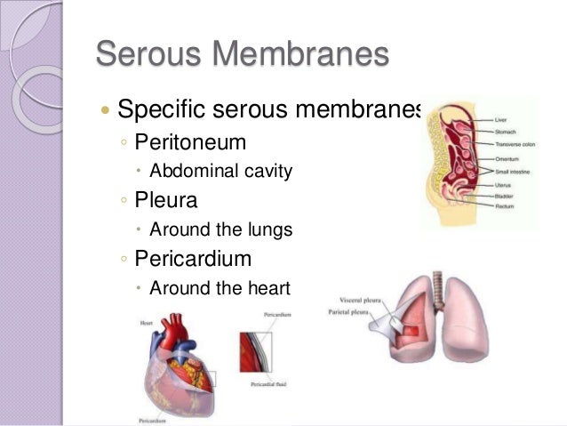 Image result for serous membrane function