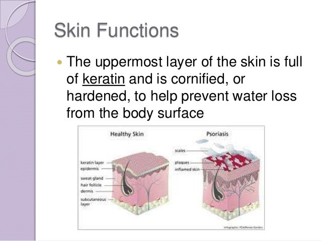 Chapter 4 - Skin and Body Membranes