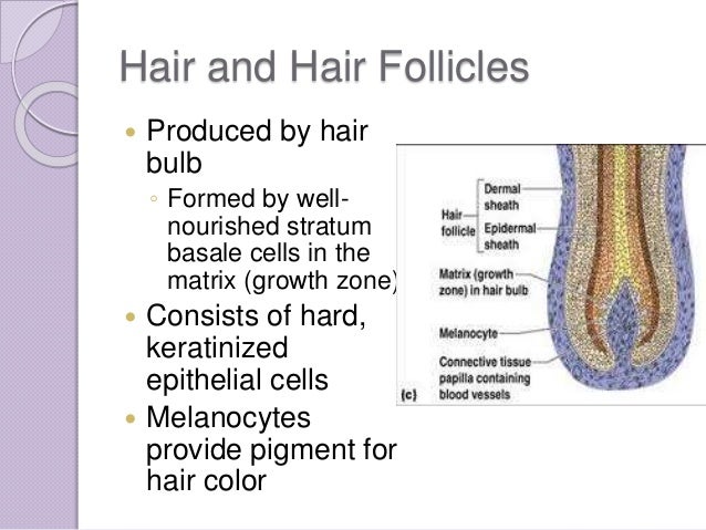20 Chapter 4 Skin And Body Membranes Worksheet Answers - Worksheet