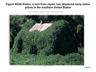 Figure 40.6A Kudzu, a vine from Japan, has displaced many native
              plants in the southern United States




                                                            40-14
 