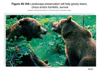 Figure 40.10A Landscape preservation will help grizzly bears,
               Ursus arctos horribilis, survive




                                                                40-27
 
