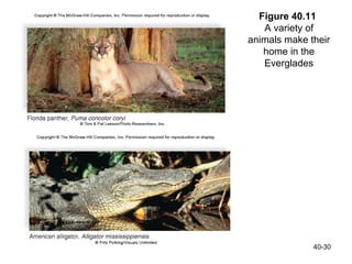 Figure 40.11
   A variety of
animals make their
   home in the
   Everglades




              40-30
 