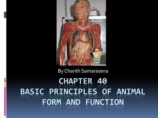 Chapter 40Basic principles of animal form and function  By Charith Samarasena 