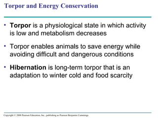 Torpor and Energy Conservation
• Torpor is a physiological state in which activity
is low and metabolism decreases
• Torpor enables animals to save energy while
avoiding difficult and dangerous conditions
• Hibernation is long-term torpor that is an
adaptation to winter cold and food scarcity
Copyright © 2008 Pearson Education, Inc., publishing as Pearson Benjamin Cummings
 
