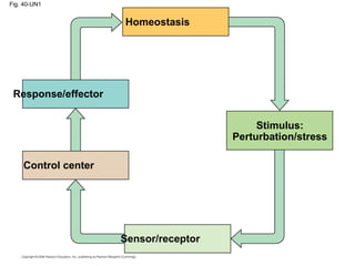 Fig. 40-UN1
Homeostasis
Stimulus:
Perturbation/stress
Response/effector
Control center
Sensor/receptor
 