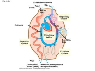Fig. 40-4a
Nutrients
Mouth
Digestive
system
Anus
Unabsorbed
matter (feces)
Metabolic waste products
(nitrogenous waste)
Excretory
system
Circulatory
system
Interstitial
fluid
Cells
Respiratory
system
Heart
Animal
body
CO2 O2Food
External environment
 