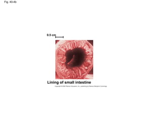 Fig. 40-4b
Lining of small intestine
0.5 cm
 