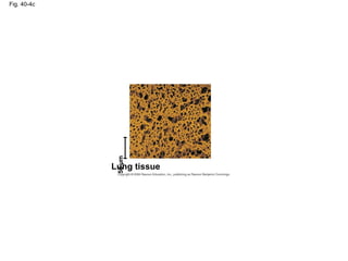 Fig. 40-4c
Lung tissue
50µm
 