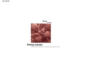 Fig. 40-4d
Kidney tubules
10 µm
 