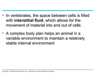 • In vertebrates, the space between cells is filled
with interstitial fluid, which allows for the
movement of material into and out of cells
• A complex body plan helps an animal in a
variable environment to maintain a relatively
stable internal environment
Copyright © 2008 Pearson Education, Inc., publishing as Pearson Benjamin Cummings
 