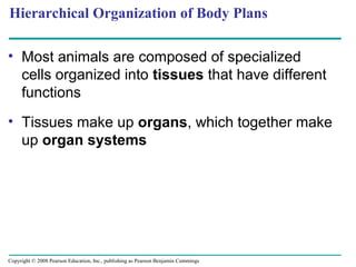 • Most animals are composed of specialized
cells organized into tissues that have different
functions
• Tissues make up organs, which together make
up organ systems
Hierarchical Organization of Body Plans
Copyright © 2008 Pearson Education, Inc., publishing as Pearson Benjamin Cummings
 