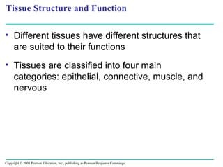 • Different tissues have different structures that
are suited to their functions
• Tissues are classified into four main
categories: epithelial, connective, muscle, and
nervous
Tissue Structure and Function
Copyright © 2008 Pearson Education, Inc., publishing as Pearson Benjamin Cummings
 