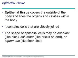 Epithelial Tissue
• Epithelial tissue covers the outside of the
body and lines the organs and cavities within
the body
• It contains cells that are closely joined
• The shape of epithelial cells may be cuboidal
(like dice), columnar (like bricks on end), or
squamous (like floor tiles)
Copyright © 2008 Pearson Education, Inc., publishing as Pearson Benjamin Cummings
 