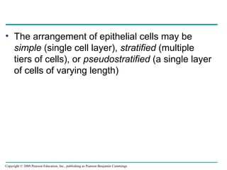 • The arrangement of epithelial cells may be
simple (single cell layer), stratified (multiple
tiers of cells), or pseudostratified (a single layer
of cells of varying length)
Copyright © 2008 Pearson Education, Inc., publishing as Pearson Benjamin Cummings
 