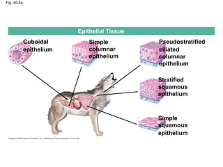 Fig. 40-5a
Epithelial Tissue
Cuboidal
epithelium
Simple
columnar
epithelium
Pseudostratified
ciliated
columnar
epithelium
Stratified
squamous
epithelium
Simple
squamous
epithelium
 