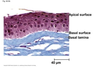 Fig. 40-5b
Apical surface
Basal surface
Basal lamina
40 µm
 