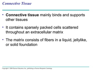 Connective Tissue
• Connective tissue mainly binds and supports
other tissues
• It contains sparsely packed cells scattered
throughout an extracellular matrix
• The matrix consists of fibers in a liquid, jellylike,
or solid foundation
Copyright © 2008 Pearson Education, Inc., publishing as Pearson Benjamin Cummings
 