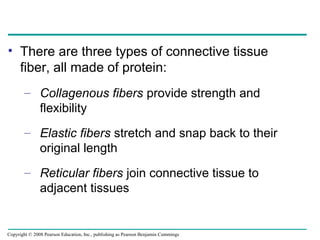 • There are three types of connective tissue
fiber, all made of protein:
– Collagenous fibers provide strength and
flexibility
– Elastic fibers stretch and snap back to their
original length
– Reticular fibers join connective tissue to
adjacent tissues
Copyright © 2008 Pearson Education, Inc., publishing as Pearson Benjamin Cummings
 