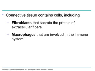 • Connective tissue contains cells, including
– Fibroblasts that secrete the protein of
extracellular fibers
– Macrophages that are involved in the immune
system
Copyright © 2008 Pearson Education, Inc., publishing as Pearson Benjamin Cummings
 