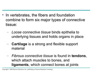 • In vertebrates, the fibers and foundation
combine to form six major types of connective
tissue:
– Loose connective tissue binds epithelia to
underlying tissues and holds organs in place
– Cartilage is a strong and flexible support
material
– Fibrous connective tissue is found in tendons,
which attach muscles to bones, and
ligaments, which connect bones at joints
Copyright © 2008 Pearson Education, Inc., publishing as Pearson Benjamin Cummings
 