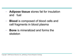 – Adipose tissue stores fat for insulation
and fuel
– Blood is composed of blood cells and
cell fragments in blood plasma
– Bone is mineralized and forms the
skeleton
Copyright © 2008 Pearson Education, Inc., publishing as Pearson Benjamin Cummings
 