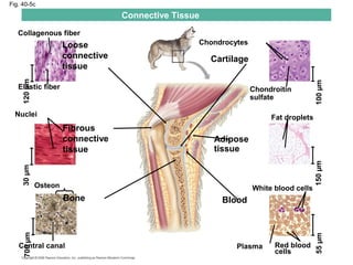 Fig. 40-5c
Connective Tissue
Collagenous fiber
Loose
connective
tissue
Elastic fiber
120µm
Cartilage
Chondrocytes
100µm
Chondroitin
sulfate
Adipose
tissue
Fat droplets
150µm
White blood cells
55µm
Plasma Red blood
cells
Blood
Nuclei
Fibrous
connective
tissue
30µm
Osteon
Bone
Central canal
700µm
 