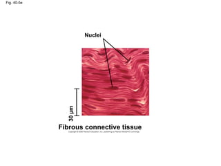 Fig. 40-5e
Nuclei
Fibrous connective tissue
30µm
 