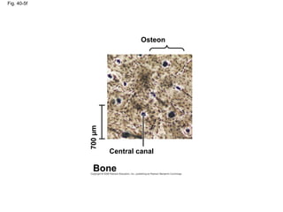 Fig. 40-5f
Osteon
Central canal
Bone
700µm
 