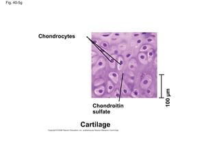 Fig. 40-5g
Chondrocytes
Chondroitin
sulfate
Cartilage
100µm
 