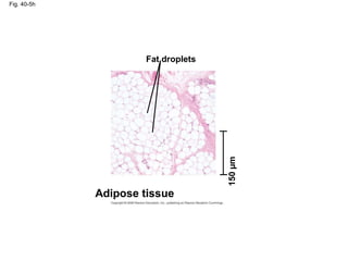 Fig. 40-5h
Fat droplets
Adipose tissue
150µm
 