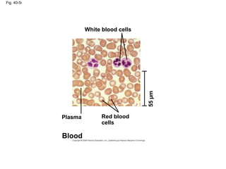 Fig. 40-5i
White blood cells
Plasma Red blood
cells
55µm
Blood
 