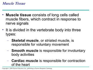 Muscle Tissue
• Muscle tissue consists of long cells called
muscle fibers, which contract in response to
nerve signals
• It is divided in the vertebrate body into three
types:
– Skeletal muscle, or striated muscle, is
responsible for voluntary movement
– Smooth muscle is responsible for involuntary
body activities
– Cardiac muscle is responsible for contraction
of the heart
Copyright © 2008 Pearson Education, Inc., publishing as Pearson Benjamin Cummings
 